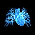 Human Heart Anterior view